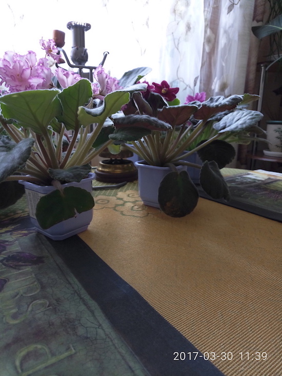 P70330-113939.jpg