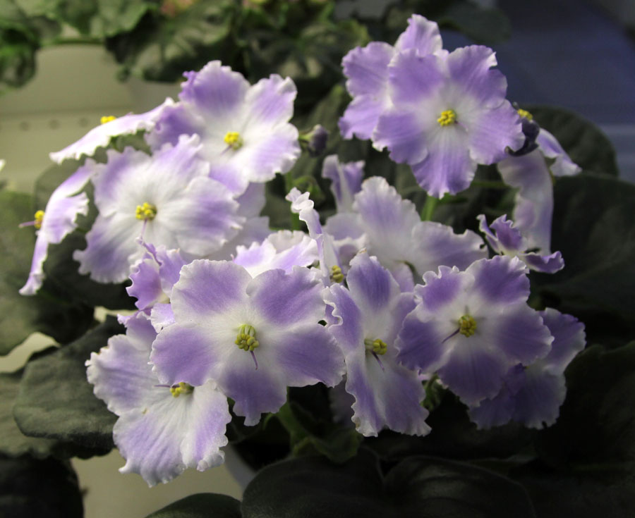 Lyon's Lavender Magic
