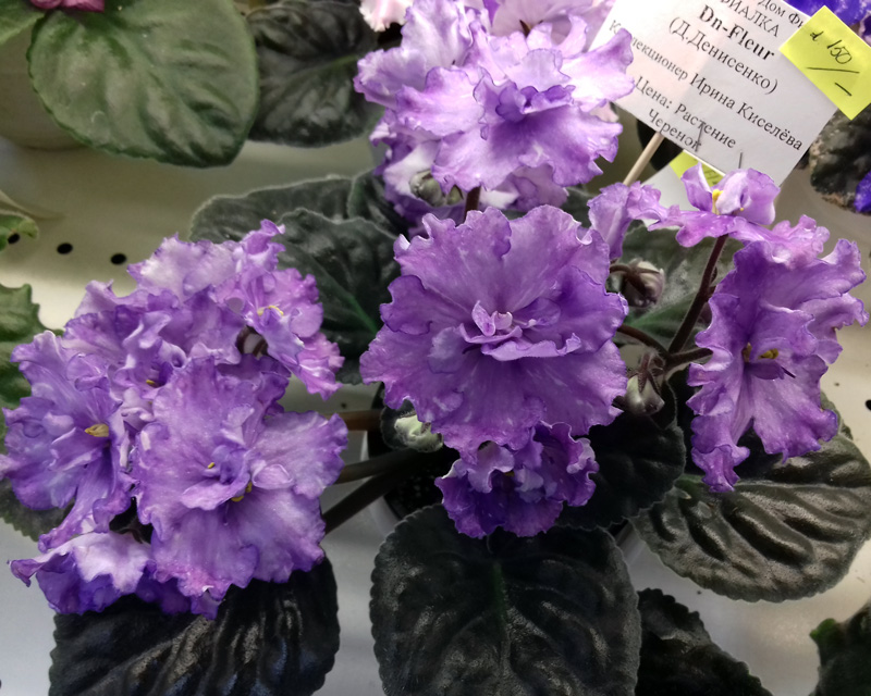 Dn-Fleur-Киселева.jpg
