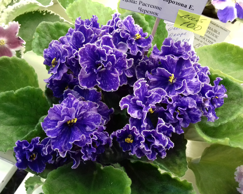 Grape-Glory-Морозова.jpg