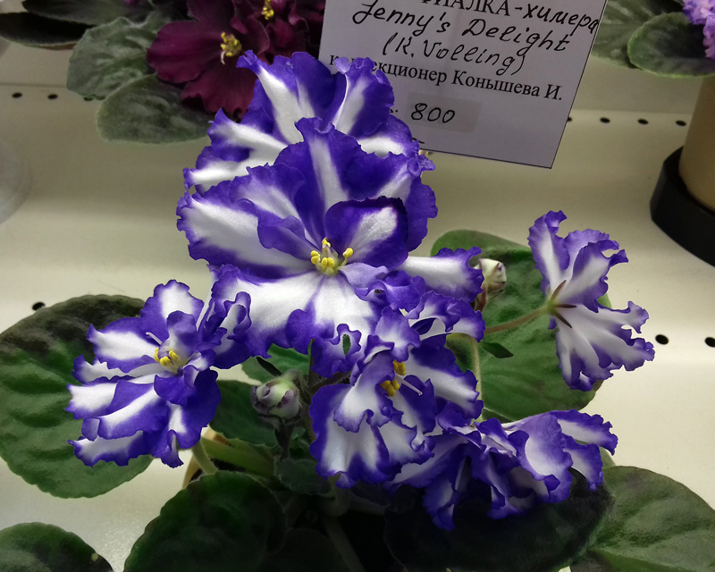 Jenny's-Delight-Конышева.jpg