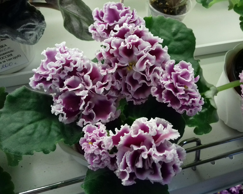 ПТ-Катерина-Чегодаева.jpg
