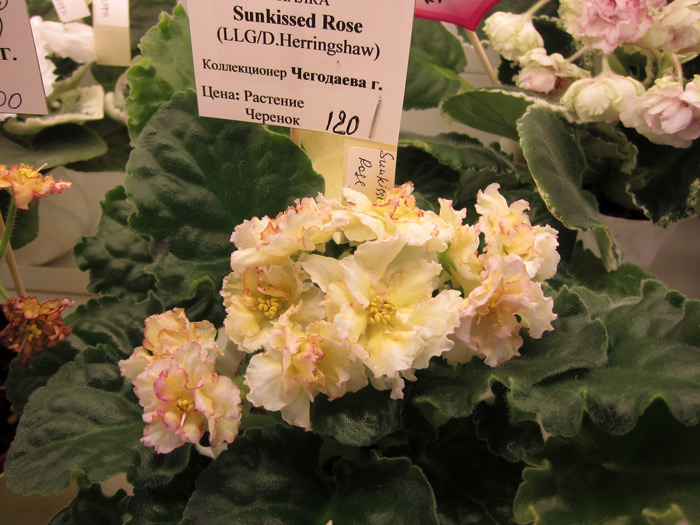Sunkissed-Rose.jpg