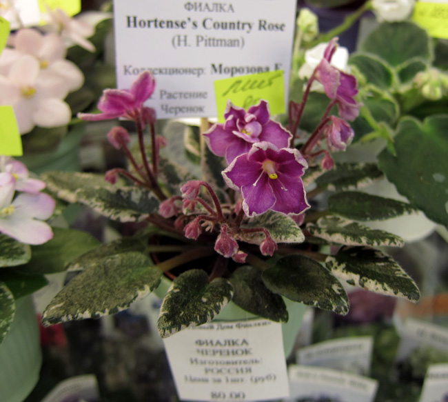 Hortense's-Country-Rose.jpg
