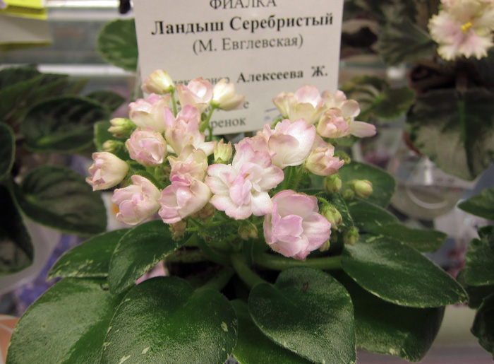 Ландыш-Серебристый.jpg