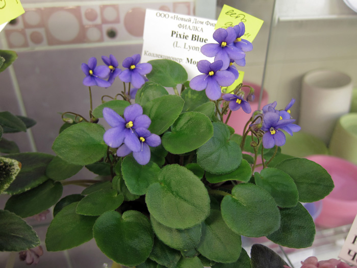 Pixie-Blue.jpg