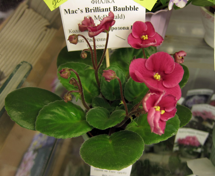 Mac's-Brilliant-Baubble.jpg