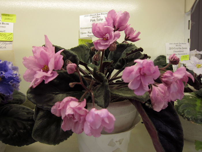 Pink-Tulip.jpg