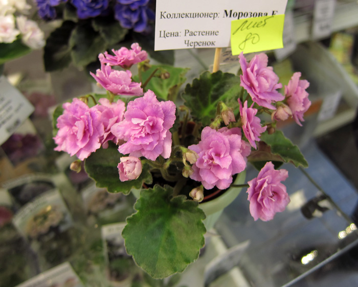 Kentucky-Berry-Buch.jpg