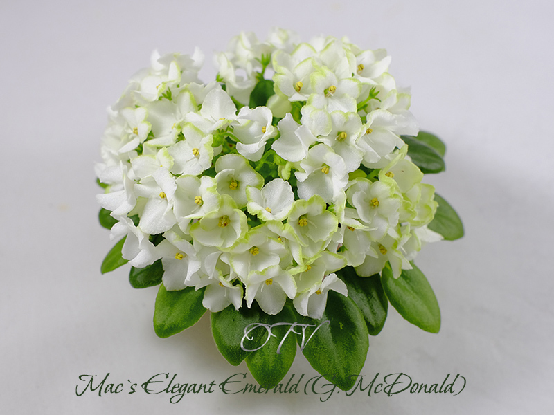 Mac`s Elegant Emerald.2.jpg