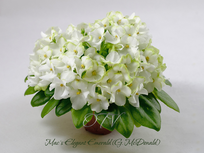 Mac`s Elegant Emerald.jpg