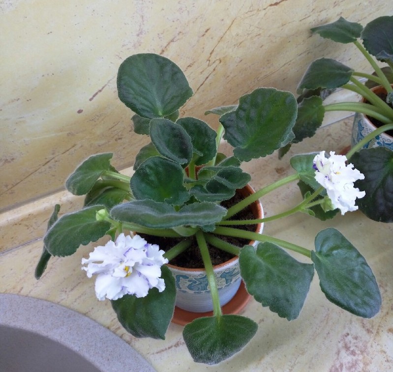 P70409-170038.jpg
