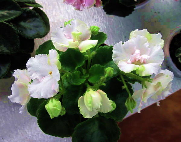 Celtic Rose спорт.jpg