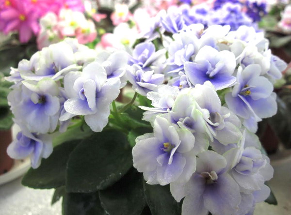 Jolly Orchid..jpg