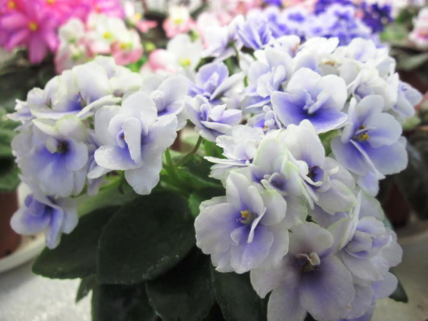 Jolly Orchid.jpg