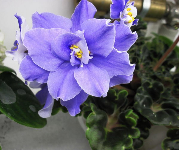 Kingwood Blue.jpg