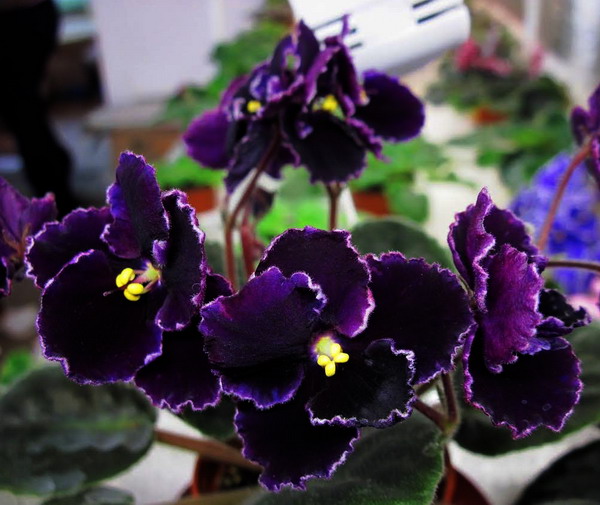 Mac's Black Pearl.jpg
