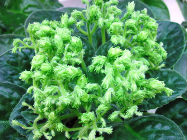Optimara  Neverfloris.jpg