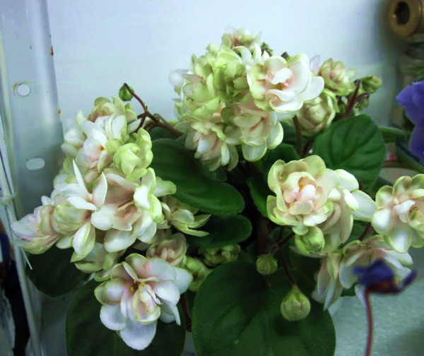 ЛЕ-Дикий Хмель.jpg