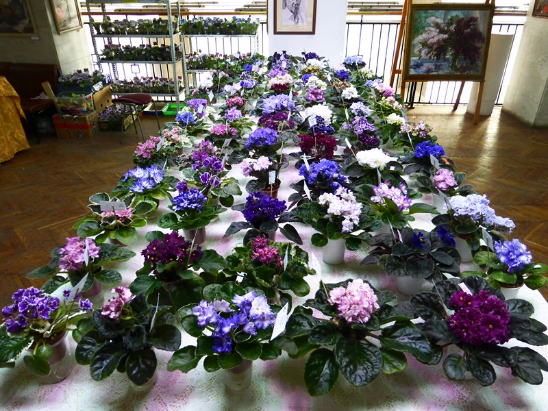 P1070407 (Copy).JPG