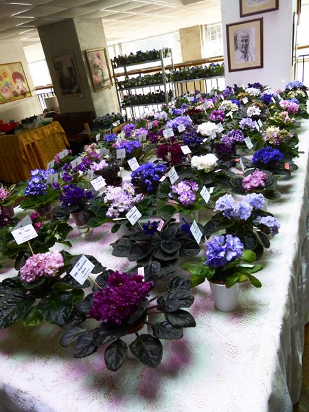 P1070408 (Copy).JPG