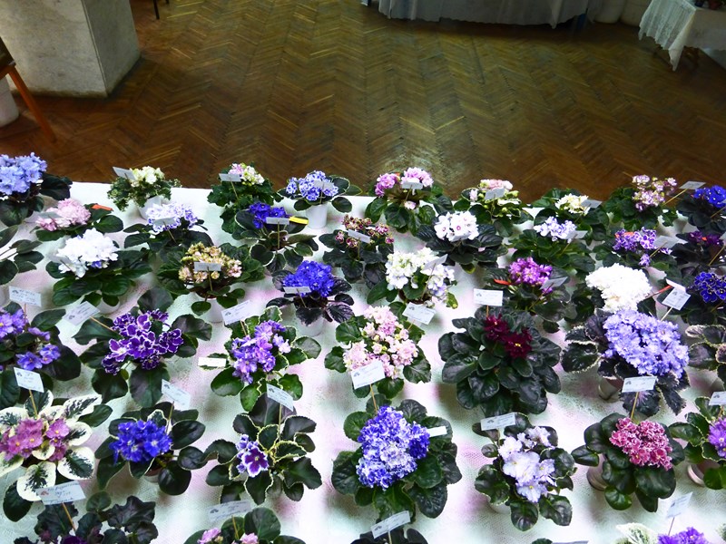 P1070411 (Copy).JPG