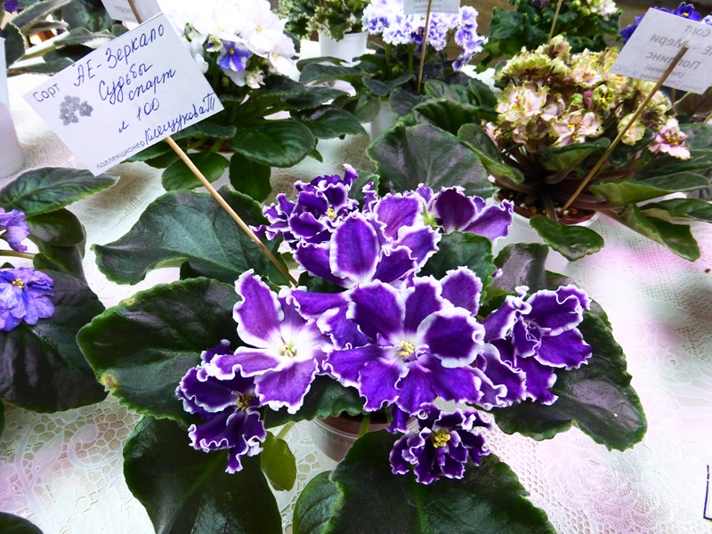 P1070412 (Copy).JPG