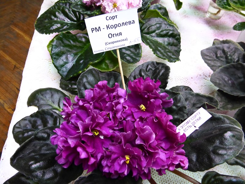 P1070441 (Copy).JPG
