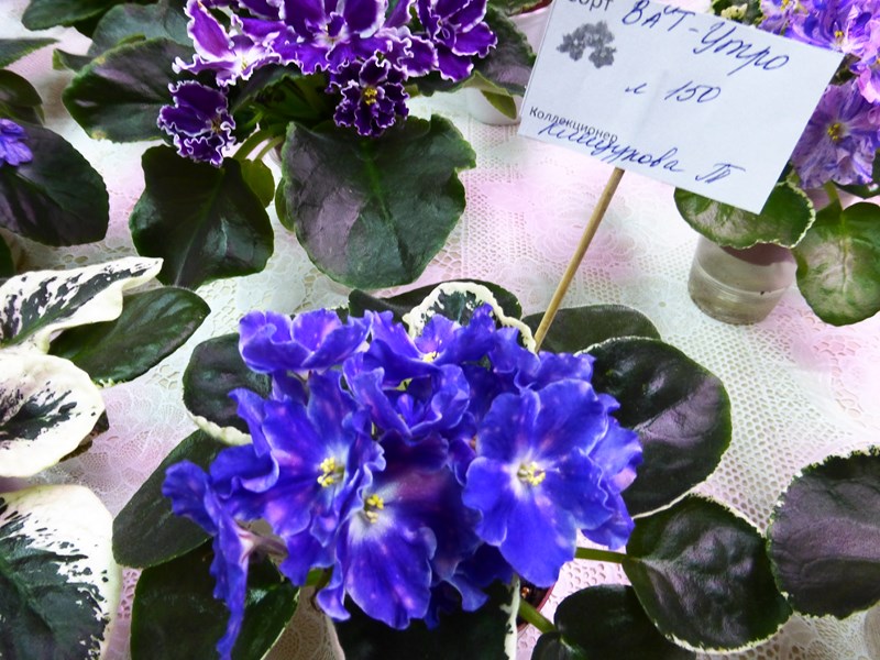 P1070413 (Copy).JPG