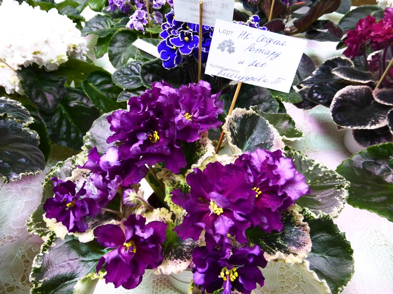 P1070419 (Copy).JPG