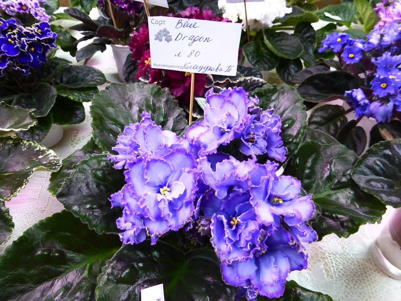 P1070420 (Copy).JPG