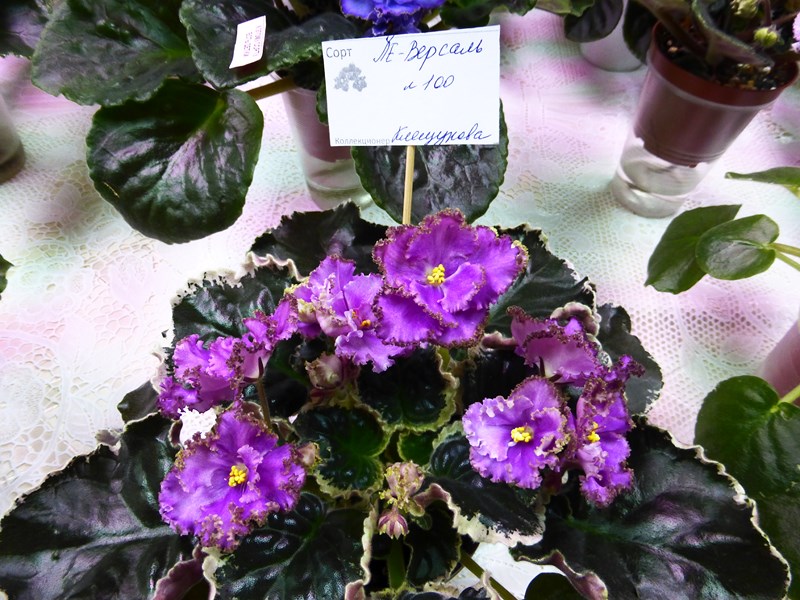 P1070421 (Copy).JPG