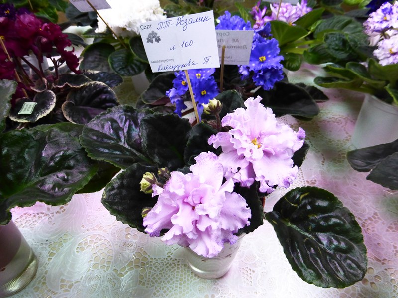P1070423 (Copy).JPG