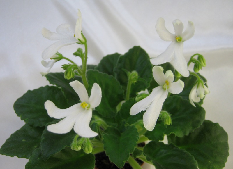 Lunar Lily white..JPG