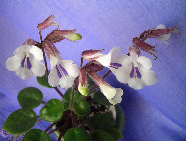 Primulina tamiana (2).JPG