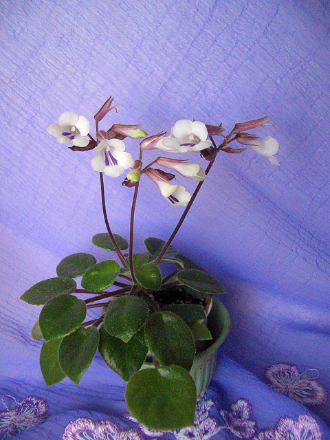 Primulina tamiana.JPG