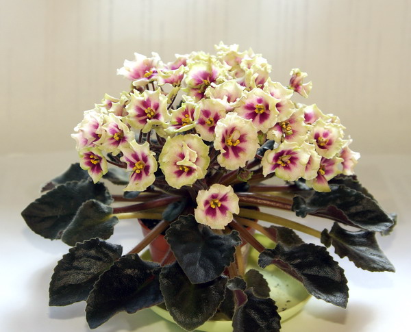 Allegro Watermelon Ruffles.jpg