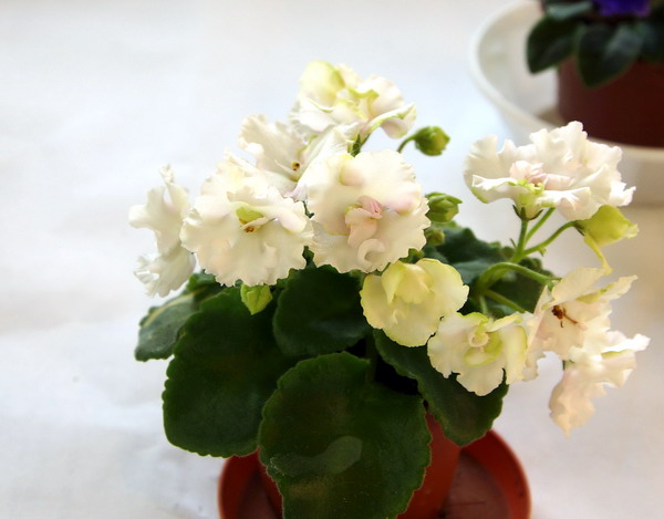 Celtic Rose  белый спорт.jpg