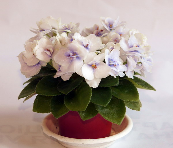 Jolly Orchid.jpg