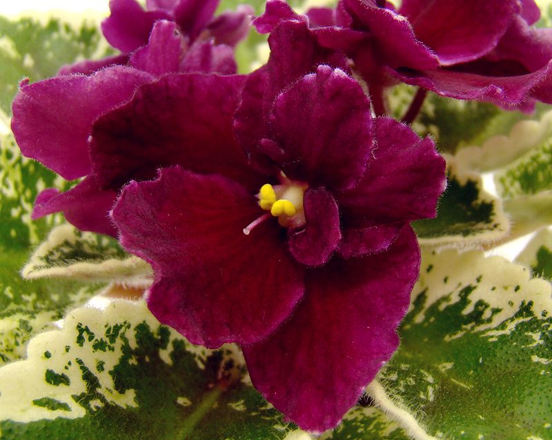 DSC04805.JPG