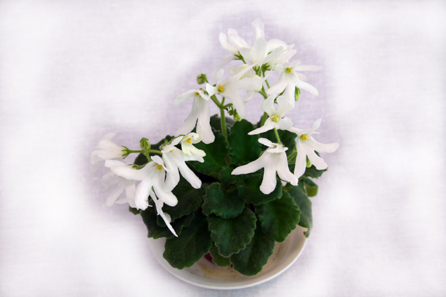3 место  Lunar Lily White  коллекционер М. Карпова