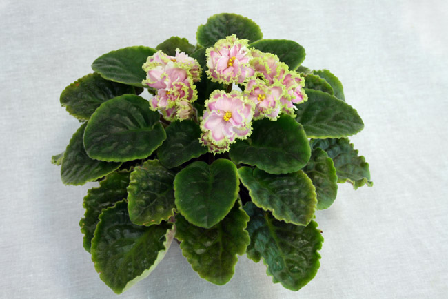 IMG_2553.JPG