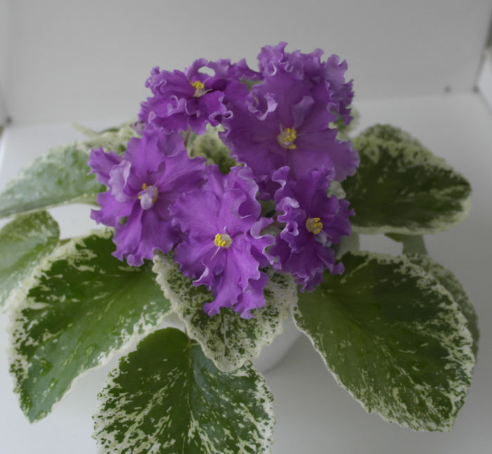 ЛЕ-Грёзы-Султана.jpg