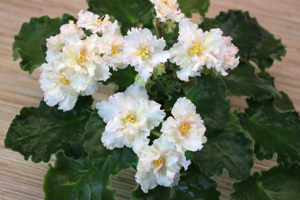 Sunkissed Rose.jpg