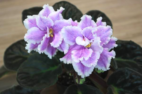 Lilac Fanfare.jpg