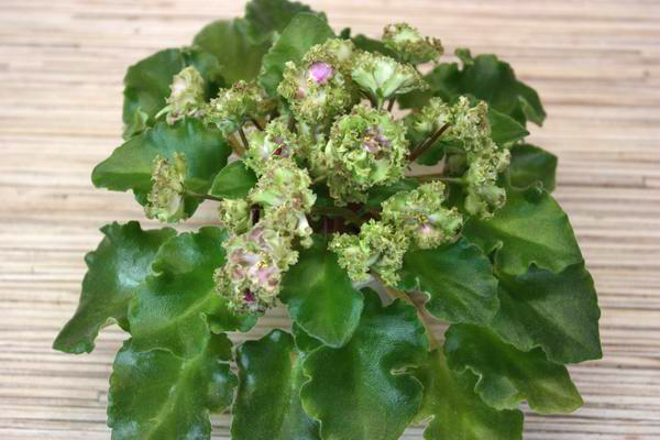 Allegro Pink Pistachio.jpg