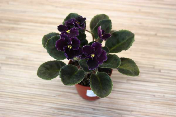 Mac`s Black Pearl.jpg