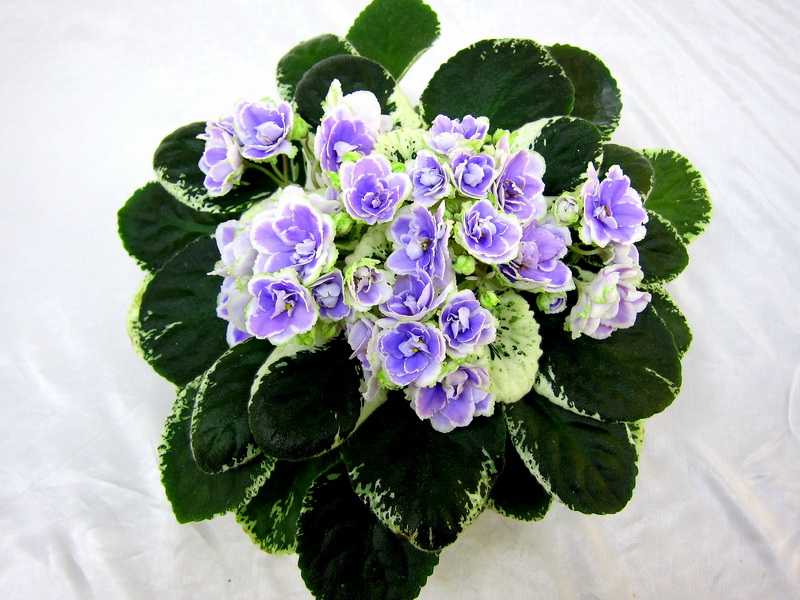 Buckeye Seductress (P. Hancock), колл.О.Жильчикова.JPG