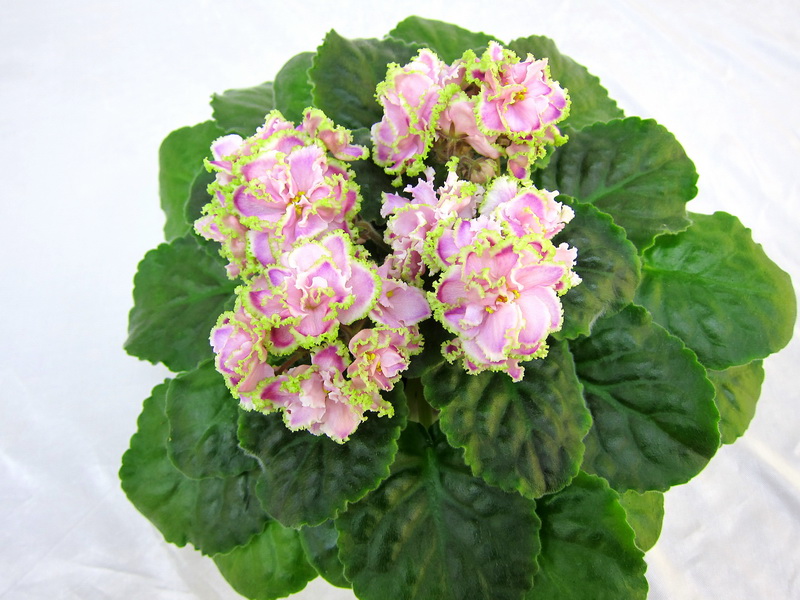 Зима Улыбается (Макуни), колл.М.Тюрина.JPG