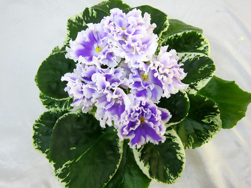 ВаТ-Пятый Элемент (Т.Валькова), колл.И.Данилина.JPG